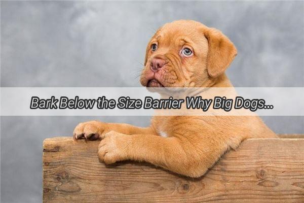 Bark Below the Size Barrier Why Big Dogs Can Have a Dislike for Their Tiny Pups